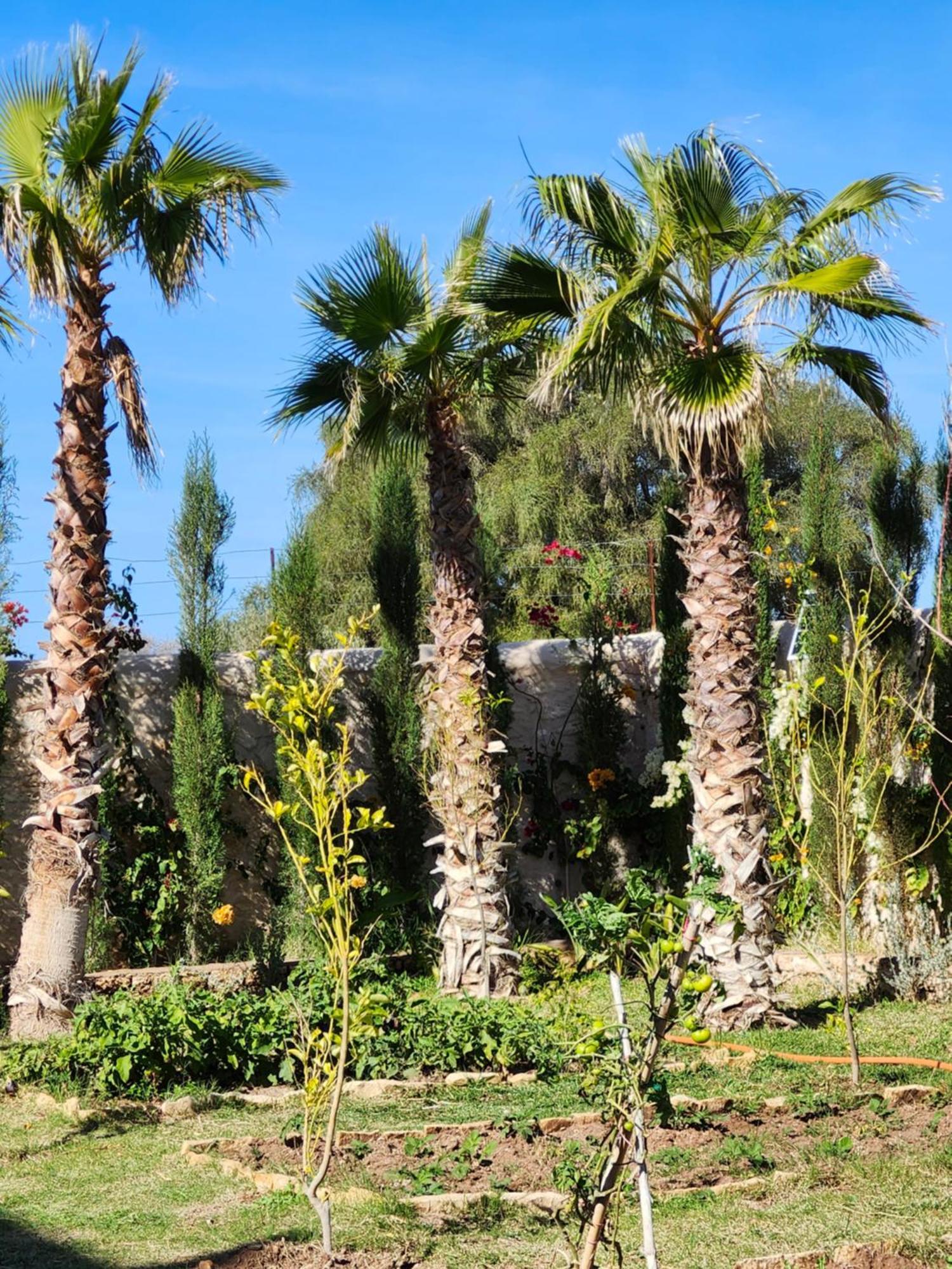 Tammam Essaouira